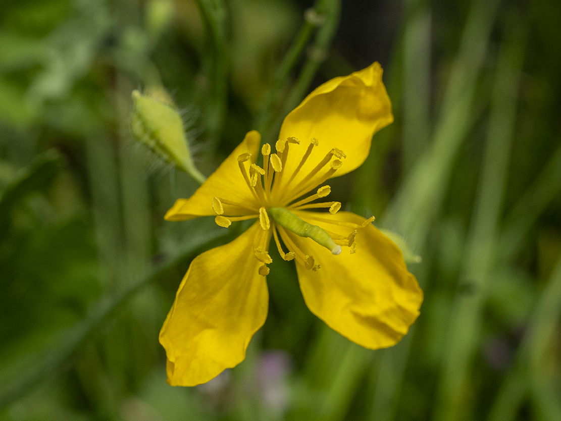 IMAGES\Stinkende gouwe (Chelidonium majus)\P1280470_sm.jpg